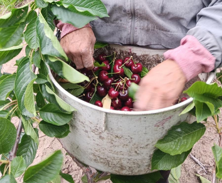 Close-up of a farmworker picking red cherries from a tree and placing them into a metal bucket.