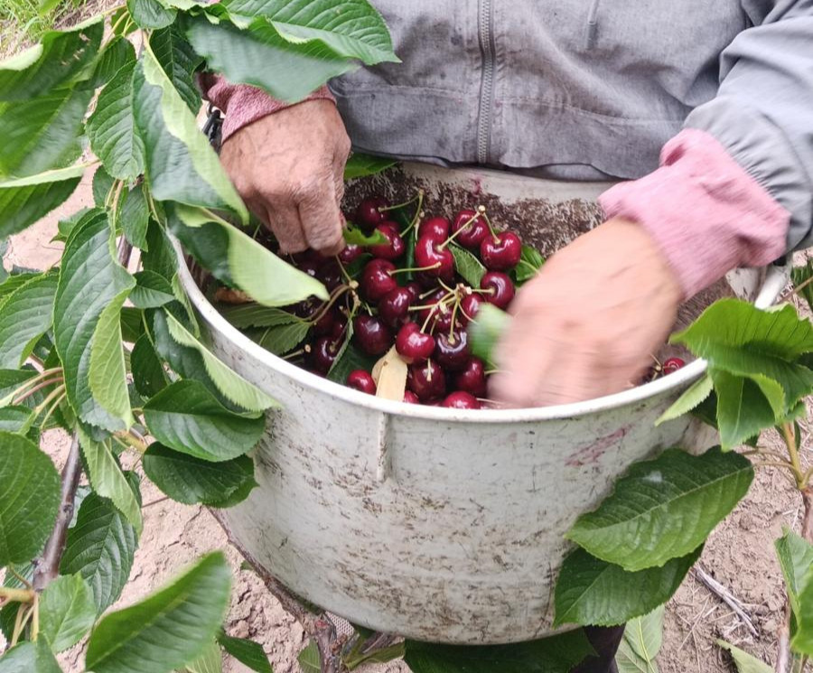 Close-up of a farmworker picking red cherries from a tree and placing them into a metal bucket.